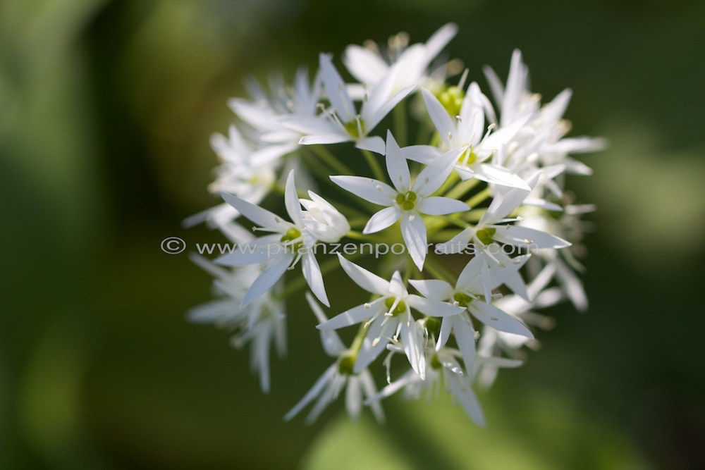 Allium ursinum Baerlauch Wild garlic 3.jpg