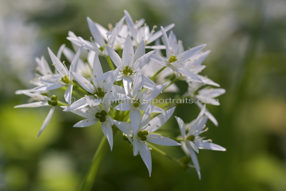 Allium ursinum Baerlauch Wild garlic.jpg