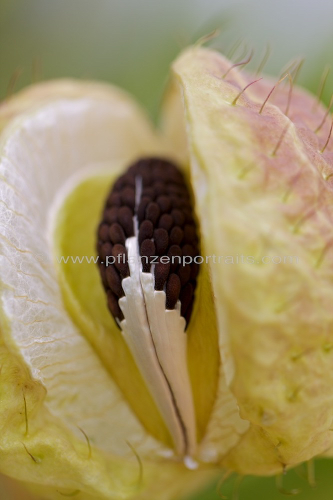 Gomphocarpus physocarpus Balloon milkweed_1.jpg