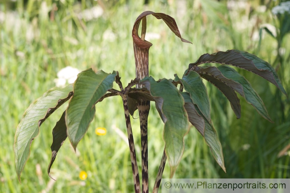 Arisaema nepenthoides Feuerkolben Cobra Lily.jpg
