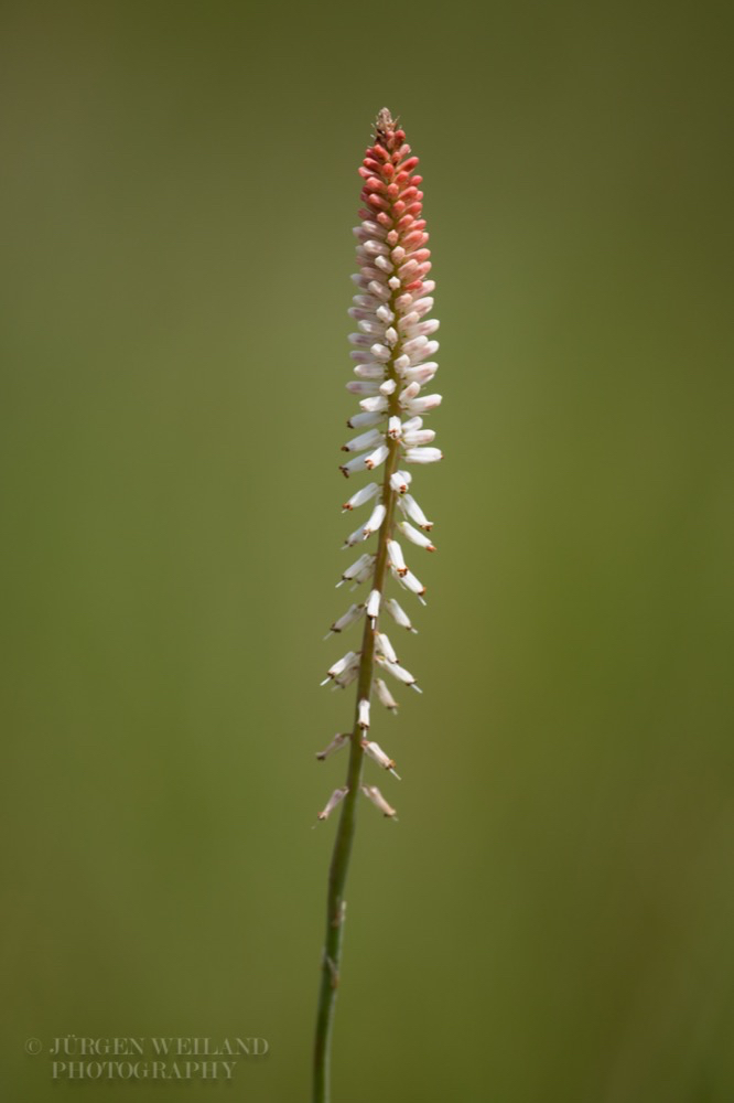 Kniphofia gracilis.jpg
