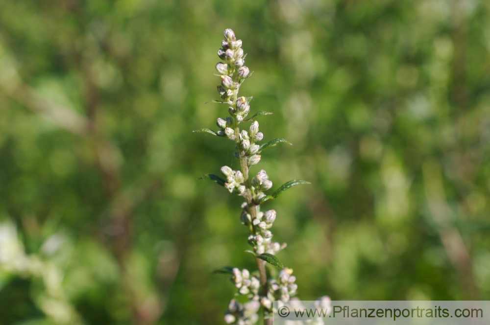 Artemisia vulgaris Beifuss Mugwort.jpg