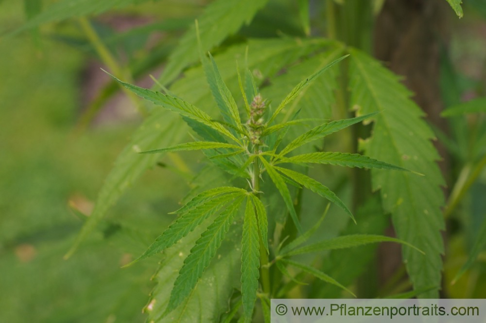 Cannabis sativa subsp indica Indischer Hanf Marijuana 2.jpg