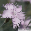 Dianthus caryophyllus Gartennelke Clove Pink.jpg