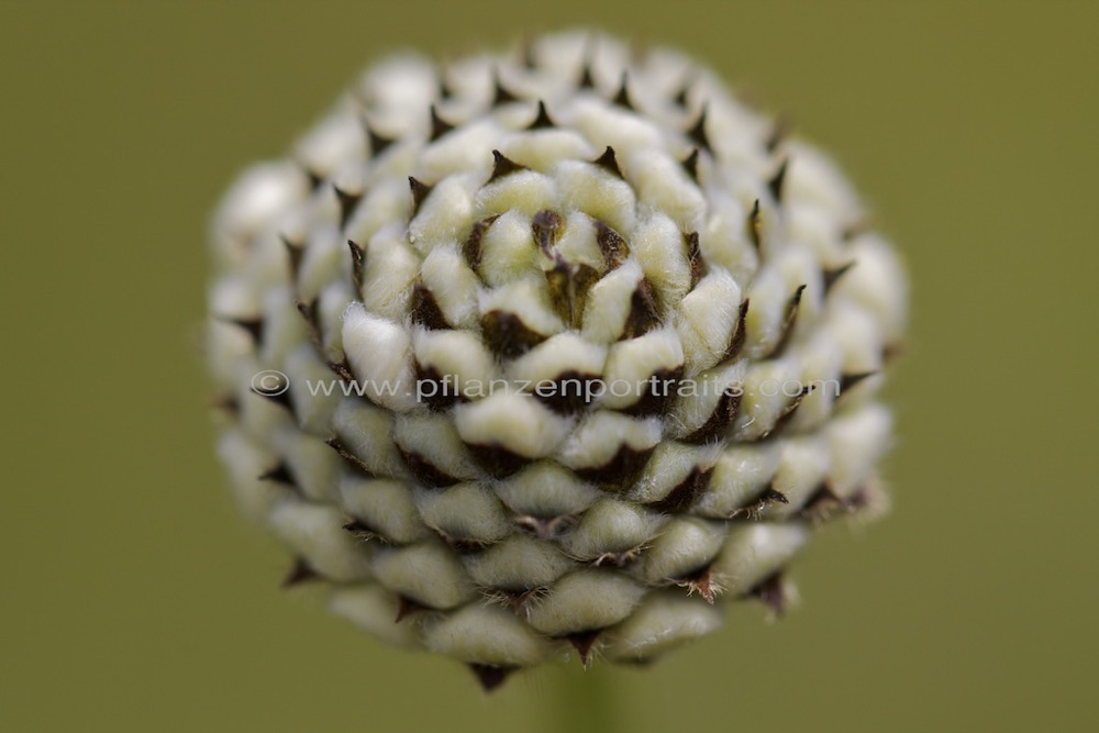 Cephalaria pungens 3.jpg