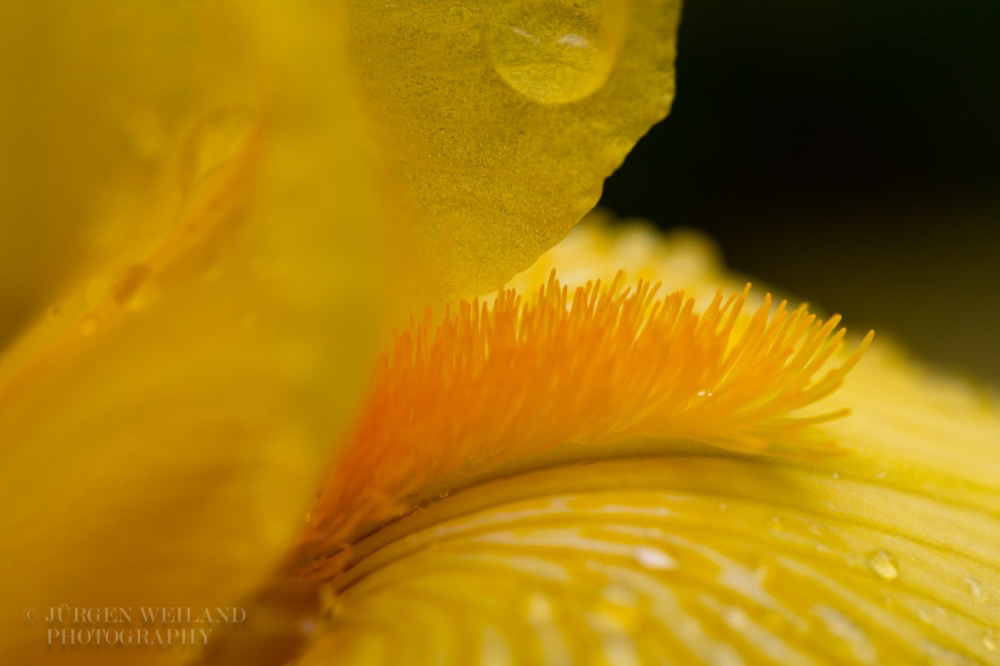Iris germanica 2.jpg
