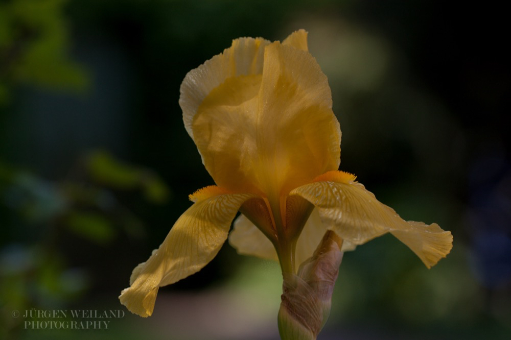Iris germanica.jpg