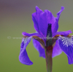 Iris sibirica Sibirische Iris 2.jpg