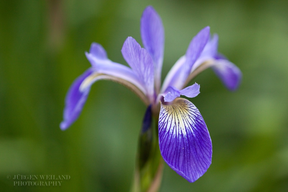 Iris versicolor.jpg
