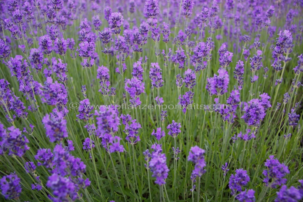 Lavandula angustifolia Echter Lavendel English Lavender 1.jpg