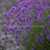 Lavandula angustifolia Echter Lavendel English Lavender.jpg