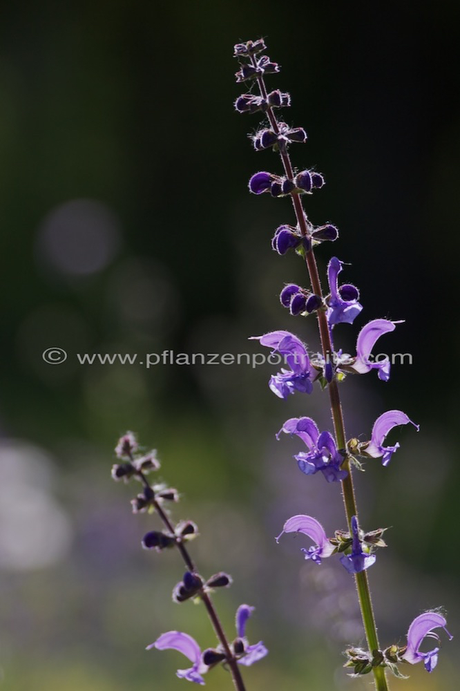 Salvia pratensis Wiesensalbei Meadow Clary 3.jpg