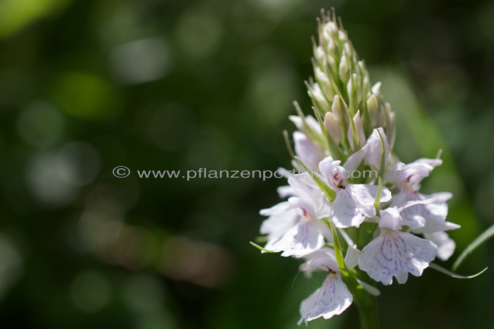 Dactylorhiza maculata D_Geflecktes Knabenkraut E_Heath Spotted Orchid.jpg