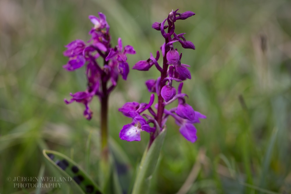 Orchis mascula Grosses Knabenkraut Early Purple Orchid-2.jpg