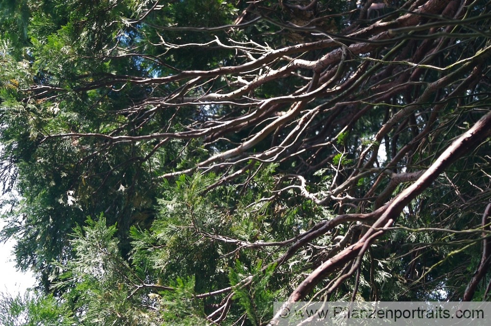 Calocedrus decurrens Ruchzeder Kalifornische Flusszeder Incense Cedar.jpg