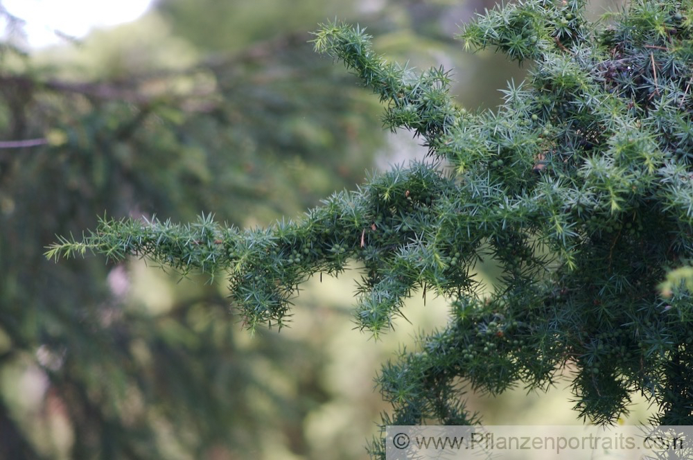 Juniperus communis Gewöhnlicher Wacholder Common Juniper.jpg