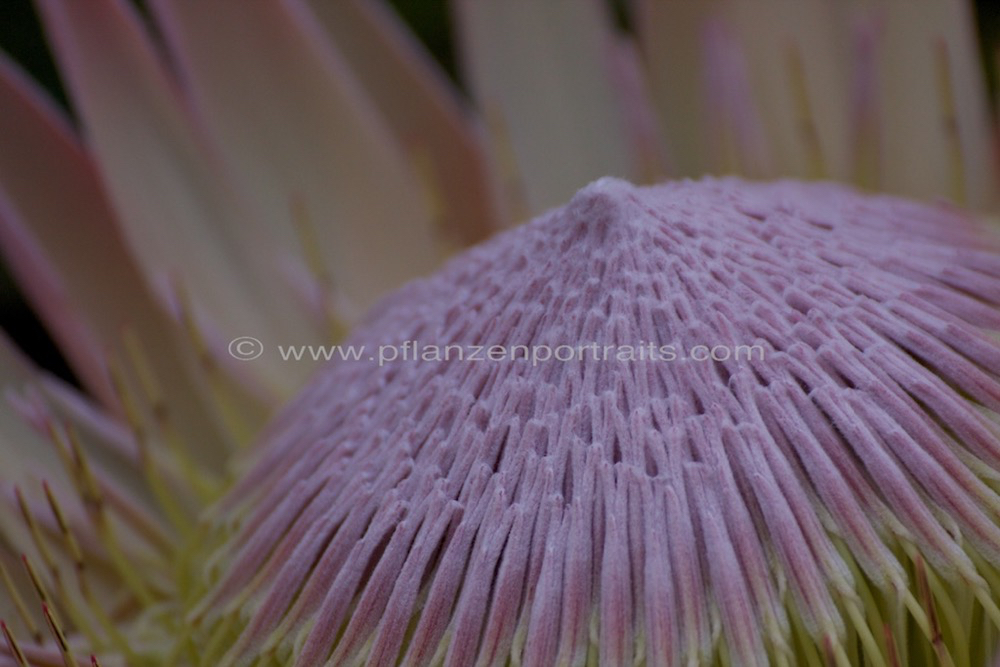 Protea cynaroides Artischocken Protea King Protea.jpg
