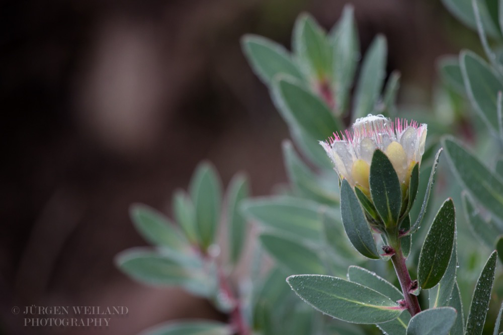 Protea subvestita Lip-flower Protea.jpg