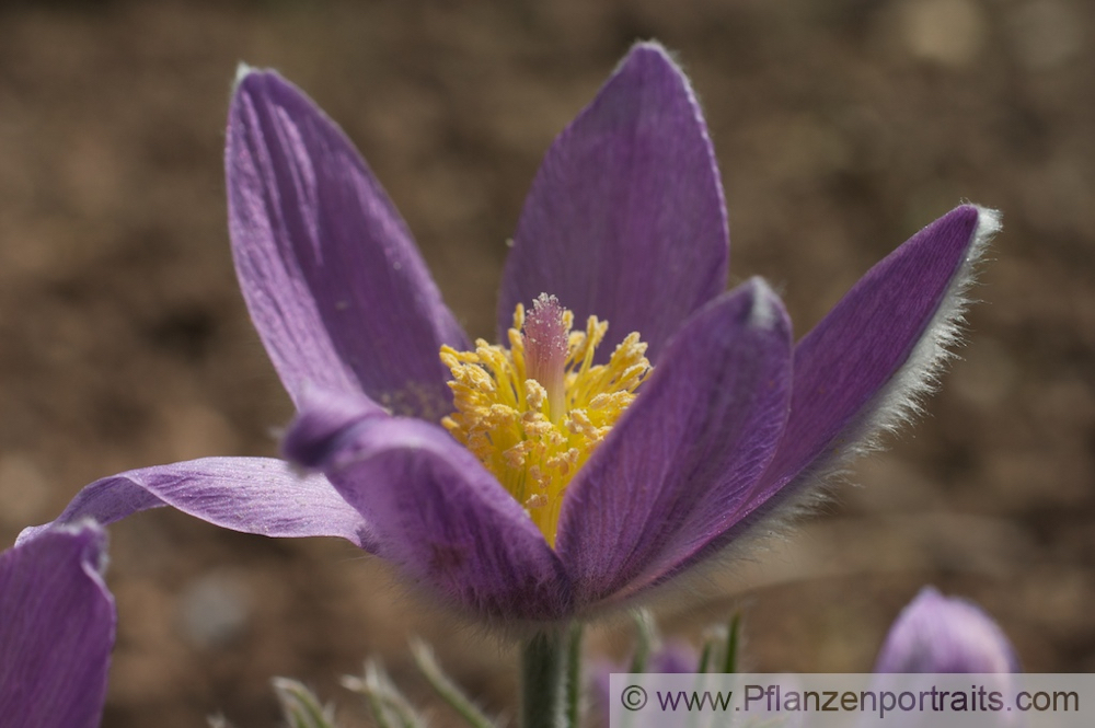 Pulsatilla vulgaris Echte Kuhschelle Pasque Flower 3.jpg