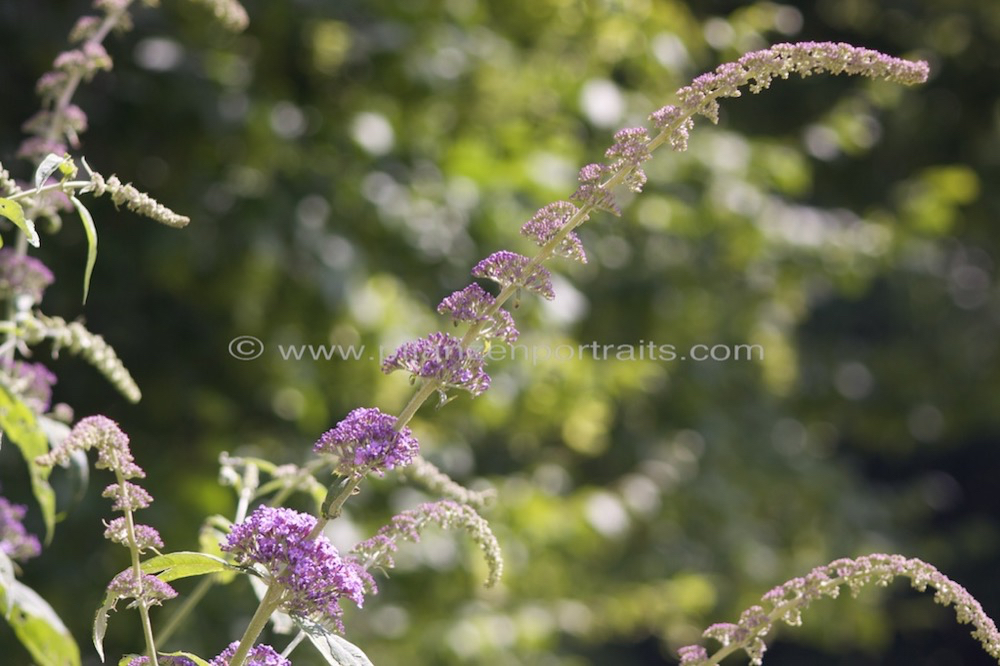 Buddleja davidii Schmetterlingsflieder Summer lilac Butterfly bush.jpg