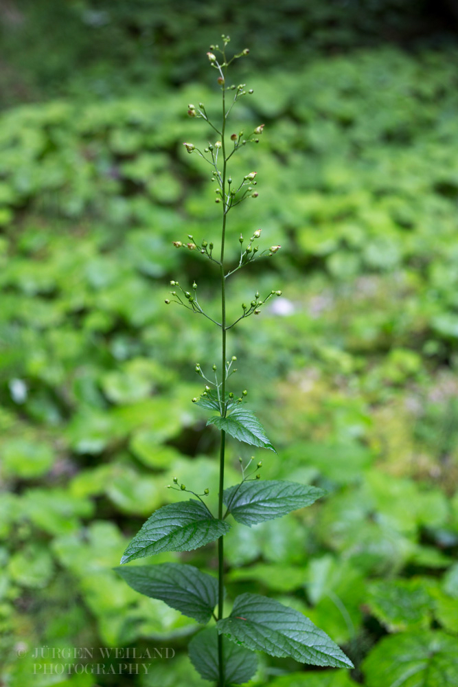 Scrophularia nodosa Knotige Braunwurz Woodland Figwort 3.jpg