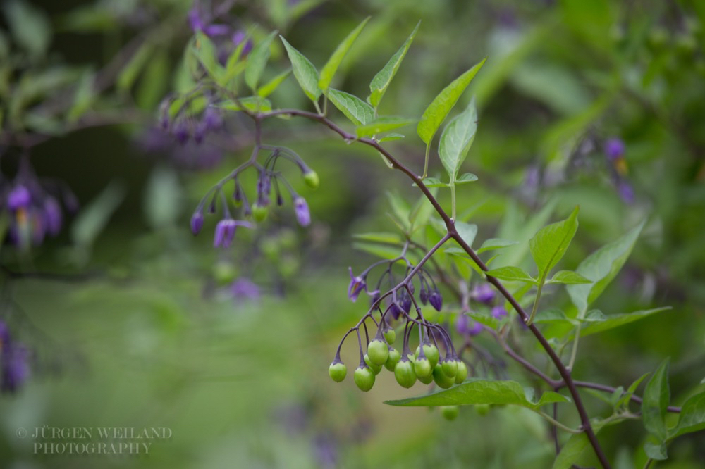 Solanum dulcamara Bittersüsser Nachtschatten Woody Nightshade 2.jpg