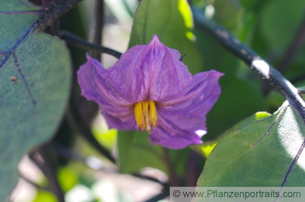 Solanum melongena Aubergine Eggplant 2.jpg
