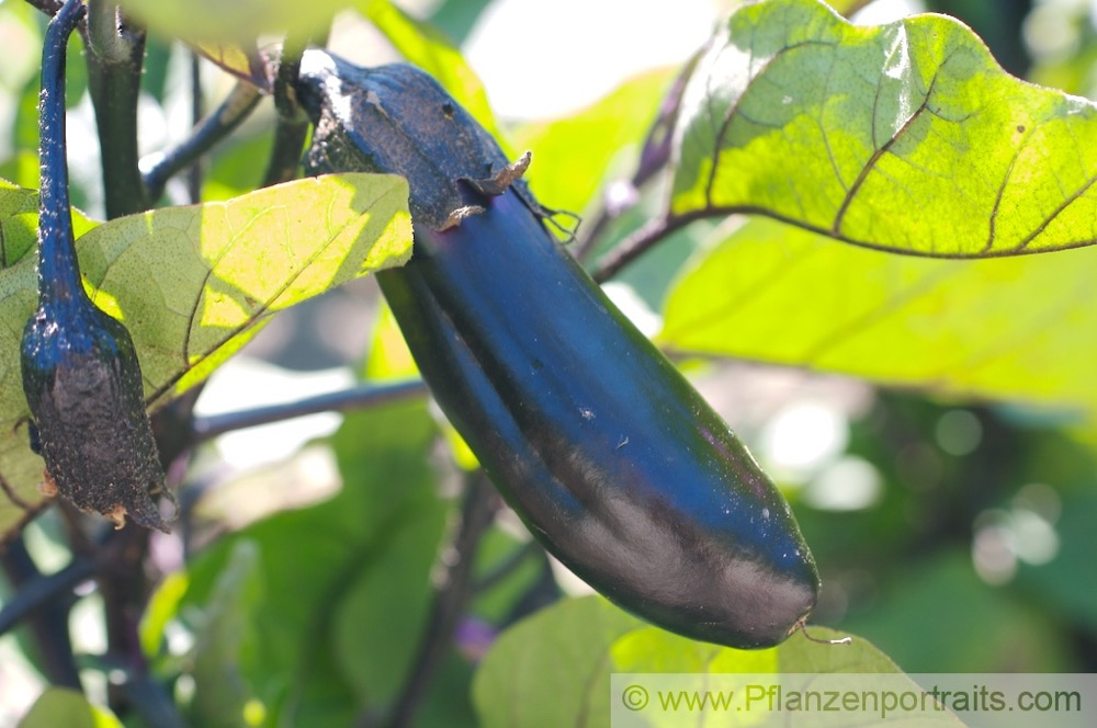Solanum melongena Aubergine Eggplant.jpg