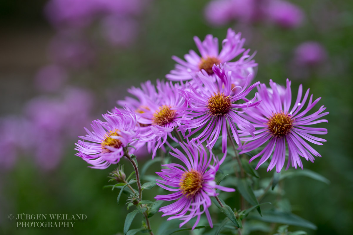 Aster novae-angliae Rauhblattaster