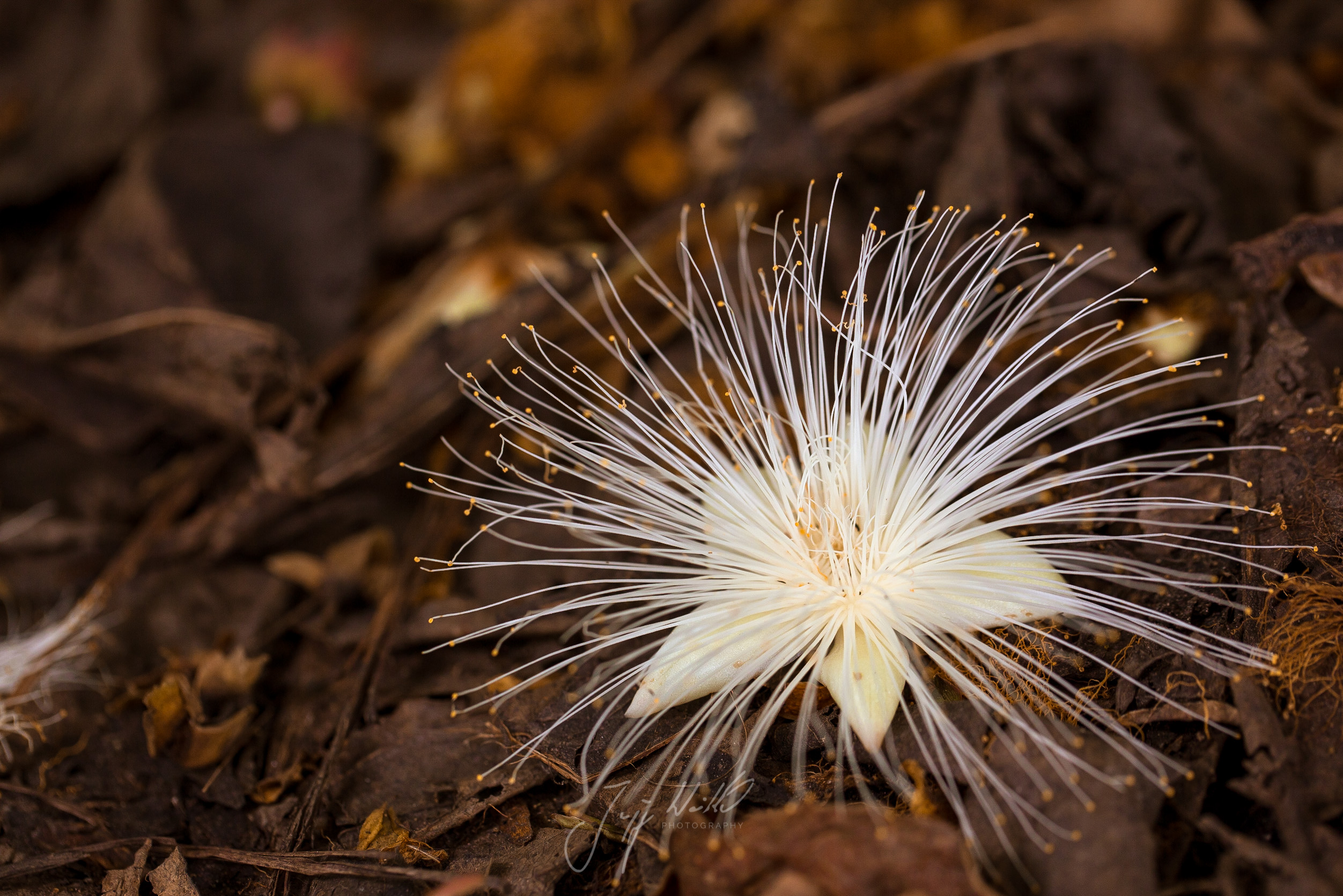 Barringtonia racemosa Powder puff tree-2