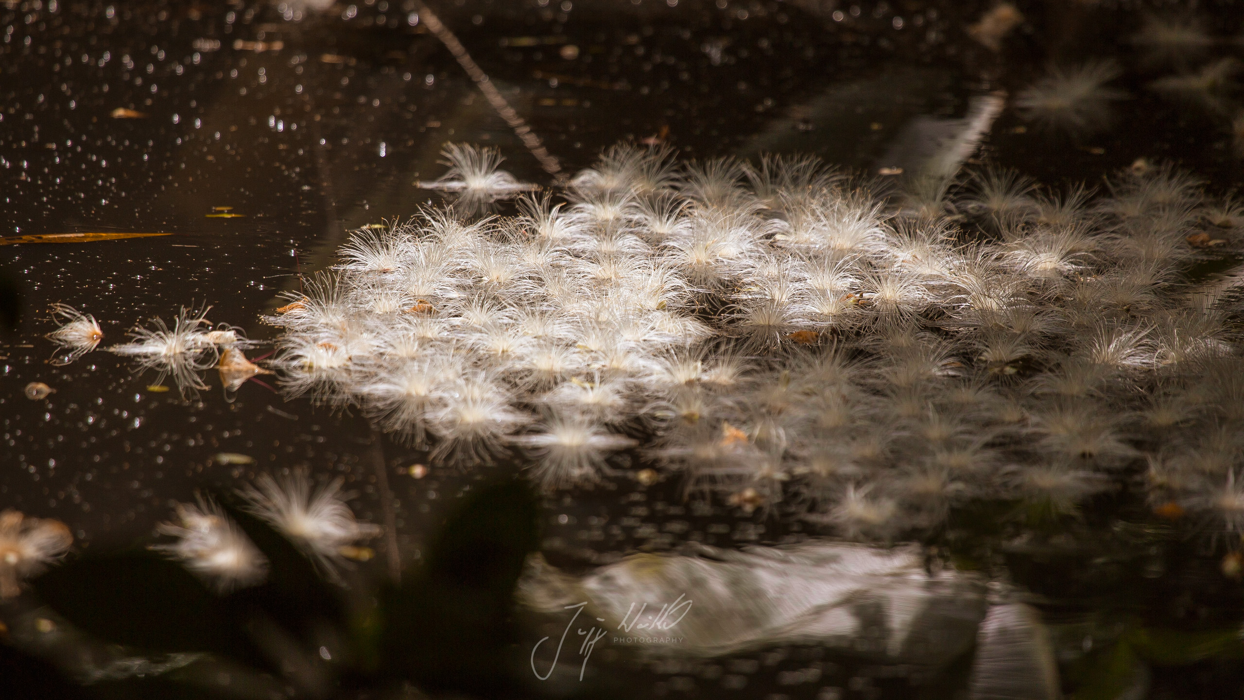 Barringtonia racemosa Powder puff tree-6