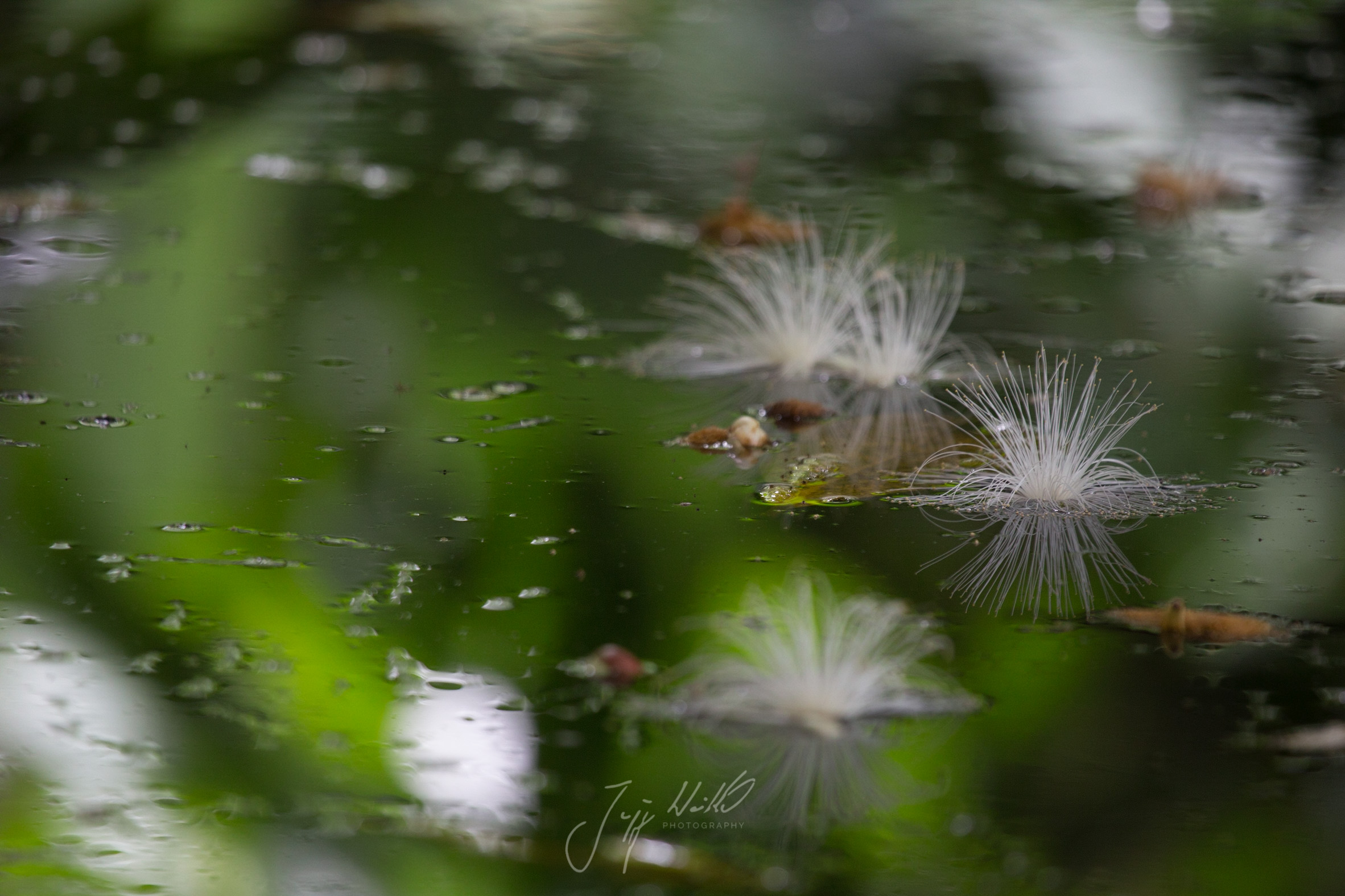 Barringtonia racemosa Powder puff tree-7