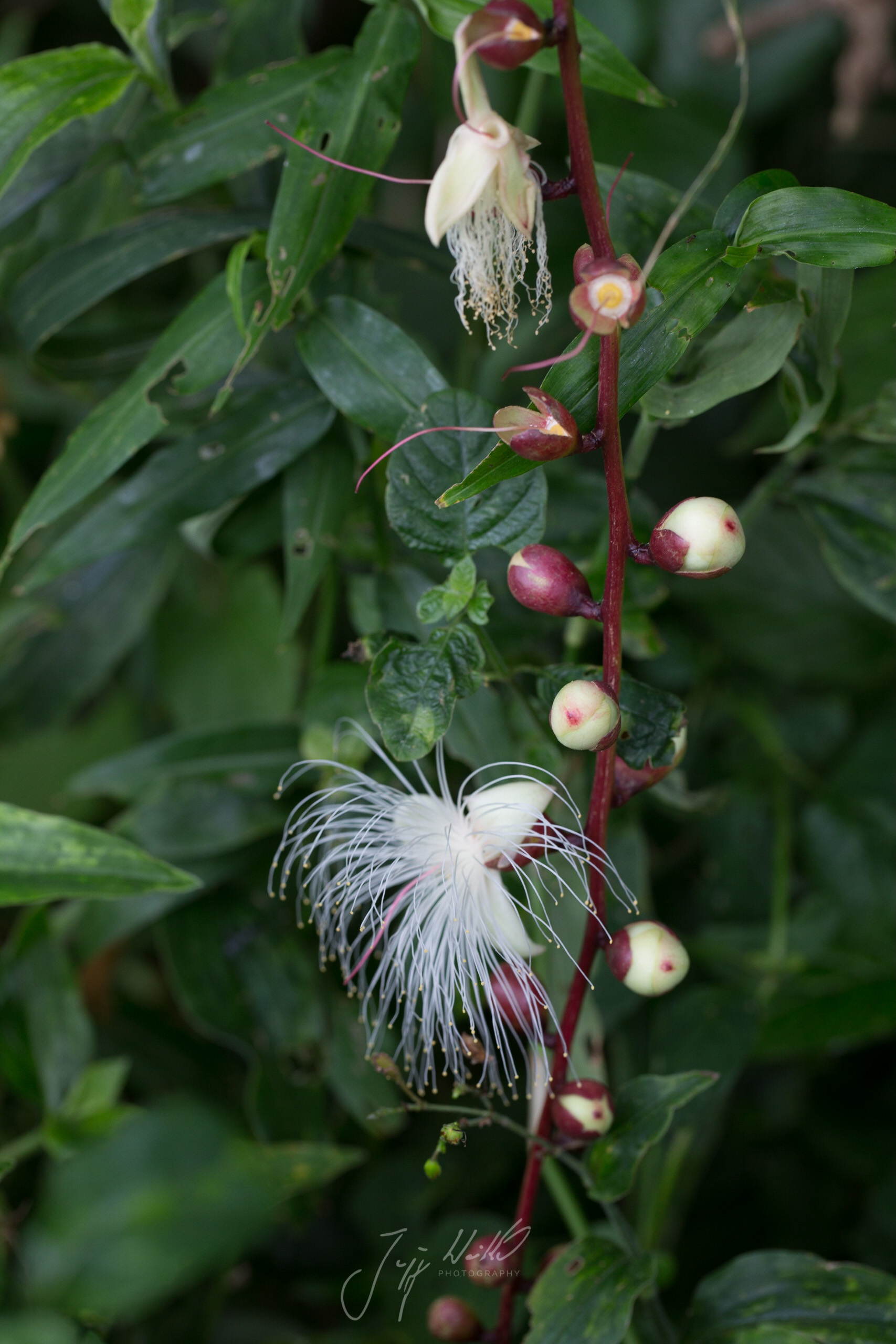 Barringtonia racemosa Powder puff tree-8