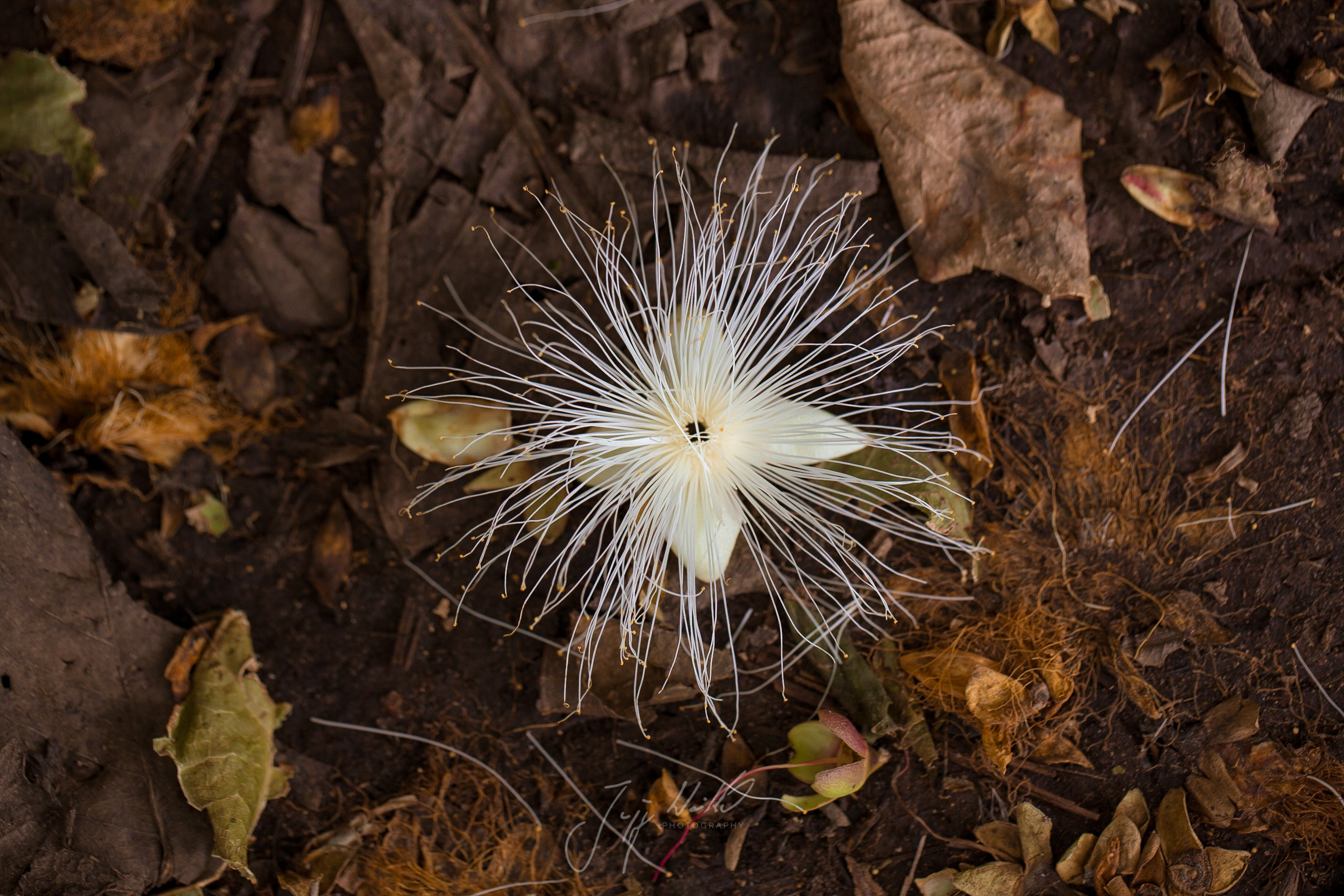 Barringtonia racemosa Powder puff tree