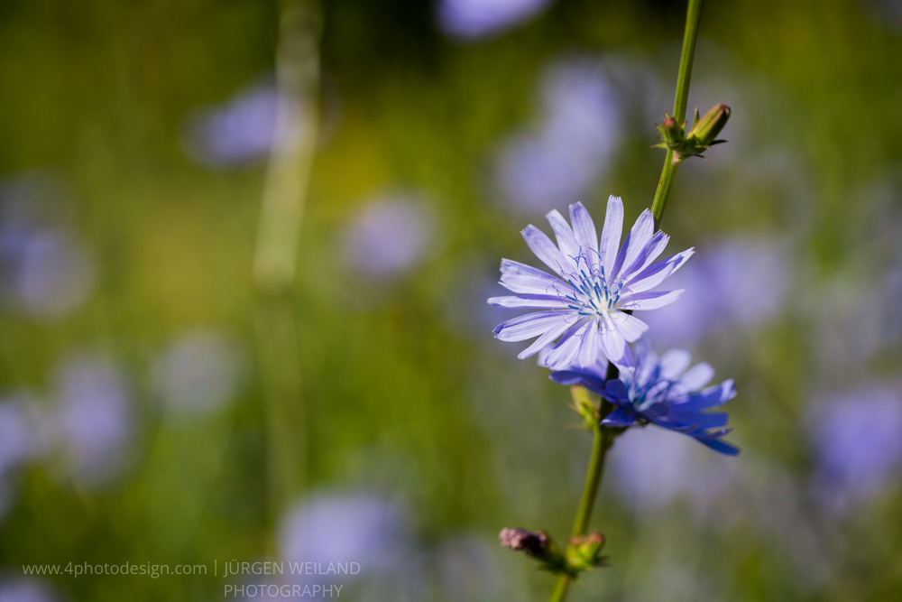 Cichorium intybus Wegwarte Common chicory