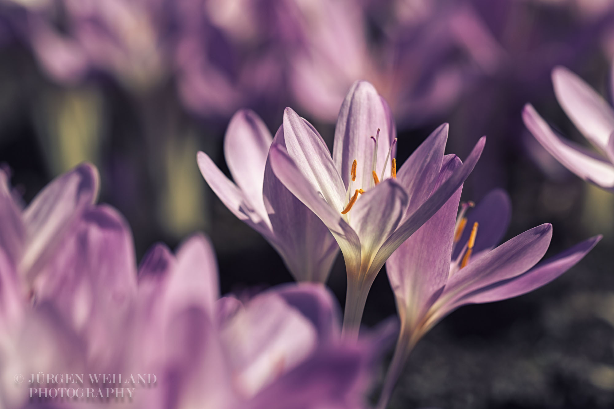 Colchicum