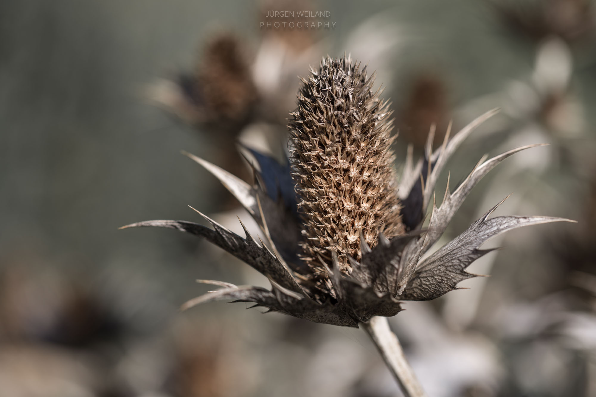 Eryngium bourgatii