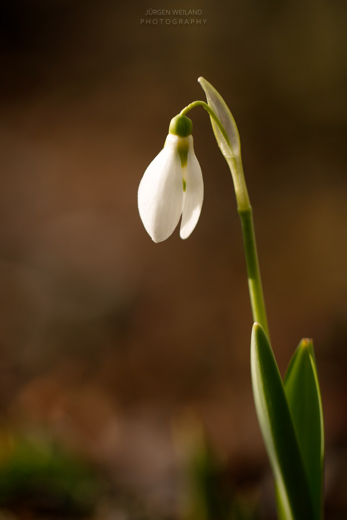 Galanthus nivalis Schneeglöckchen Common Snowdrop