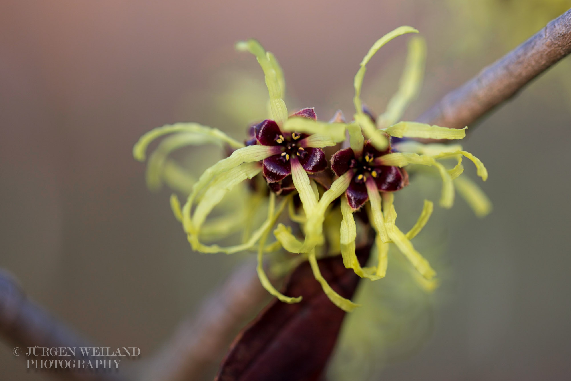 Hamamelis mollis