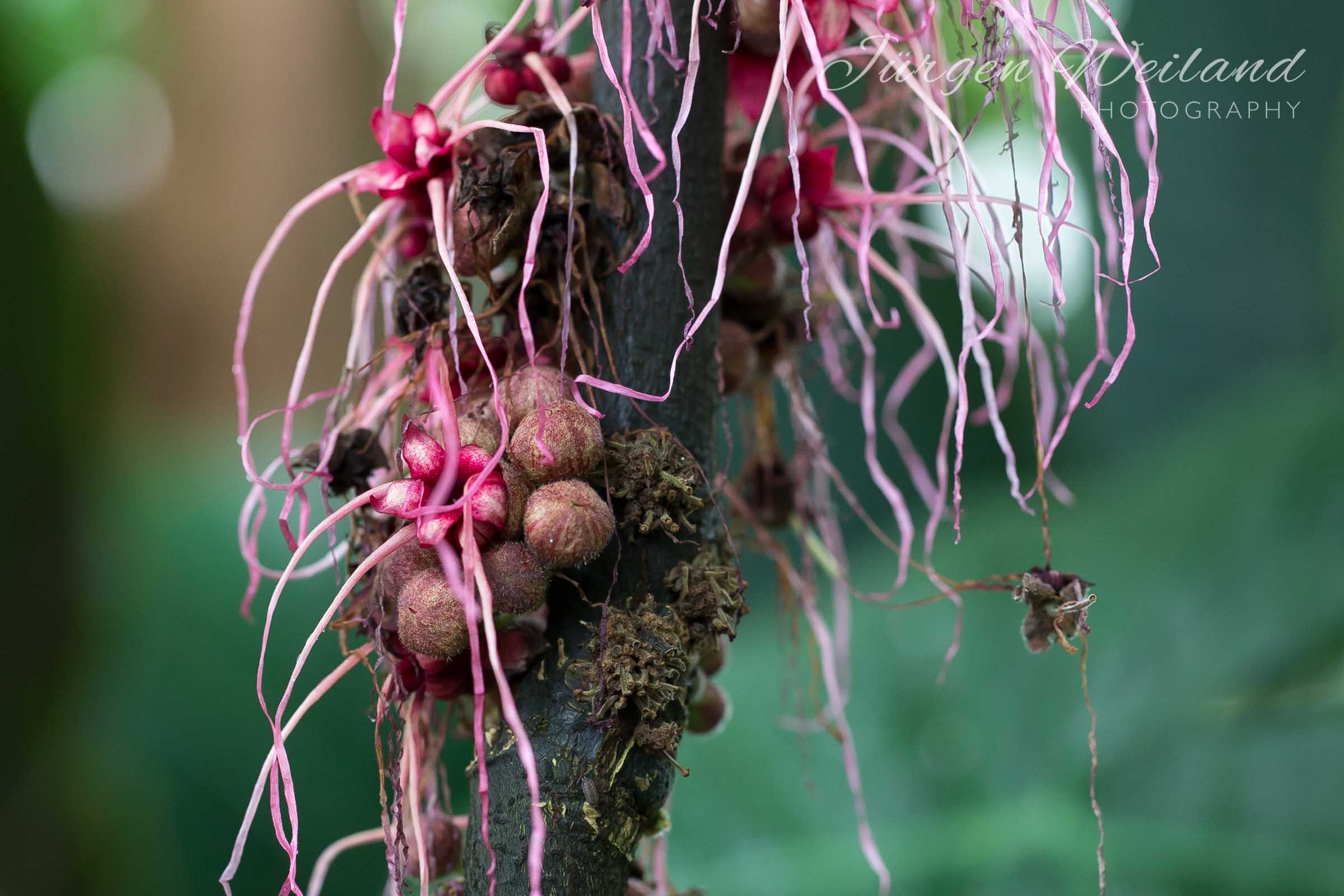 Herrania mariae