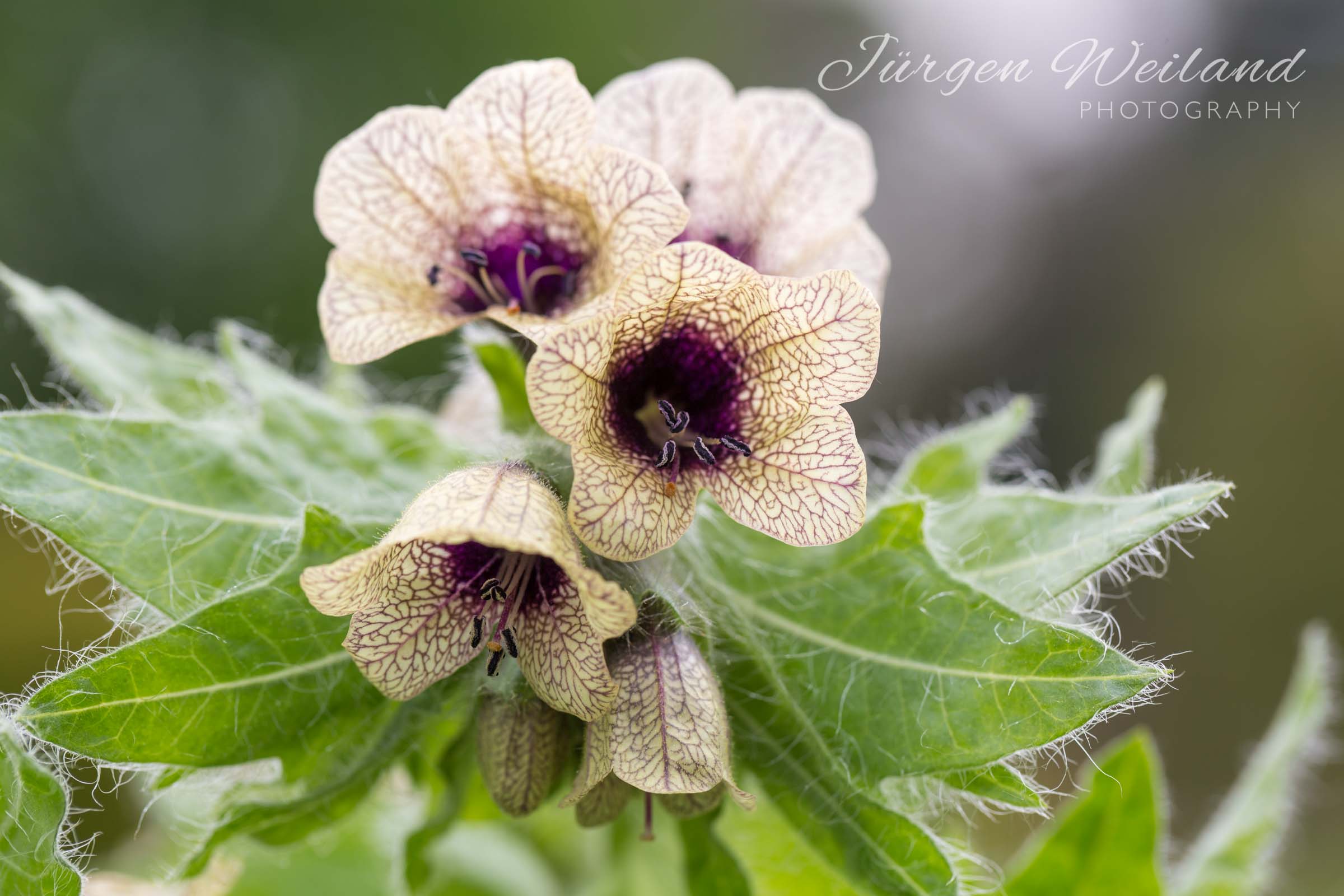 Hyoscyamus niger Schwarzes Bilsenkraut-2