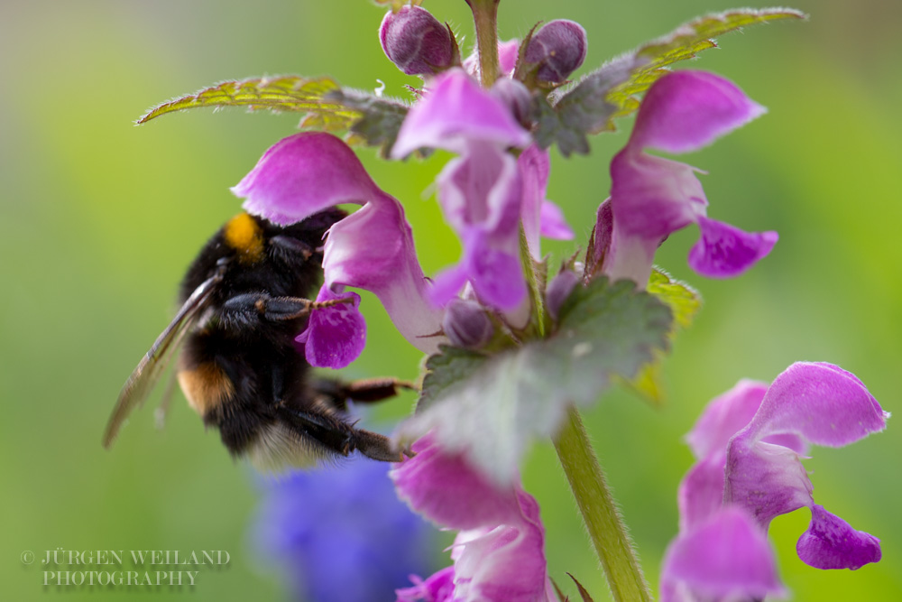 Lamium maculatum Gefleckte Taubnessel