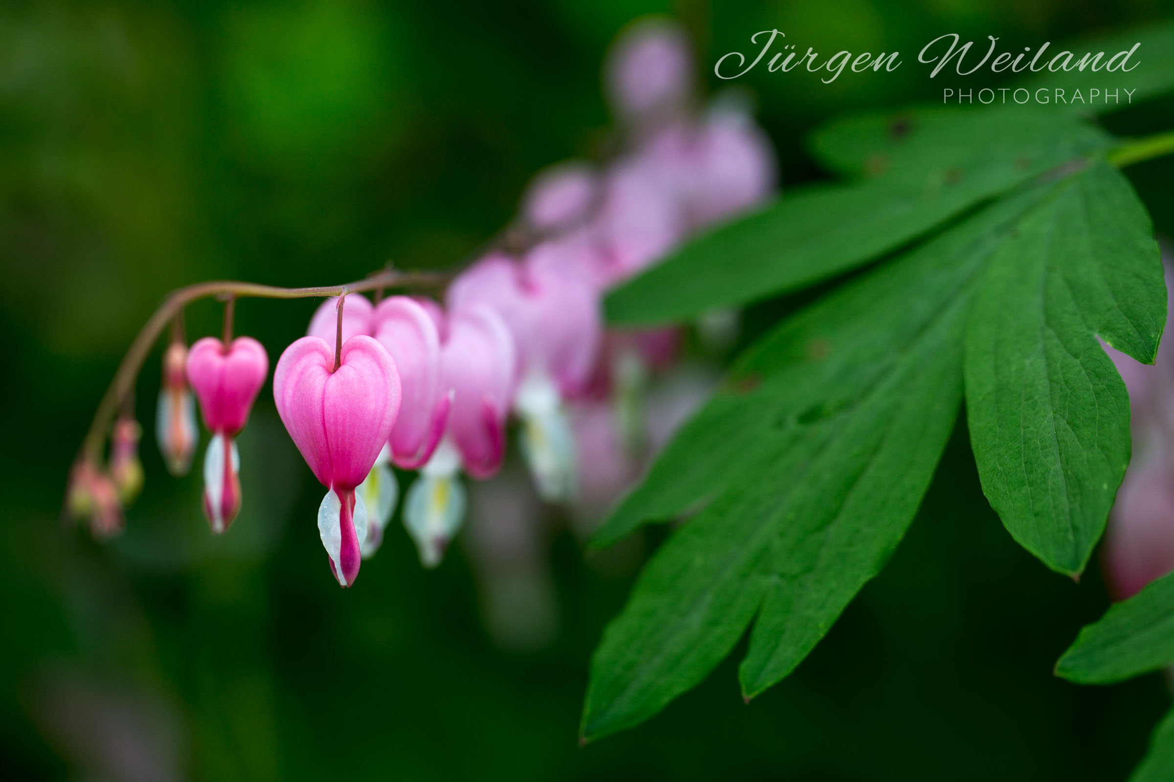 Lamprocapnos spectabilis Tränendes Herz Bleeding Heart