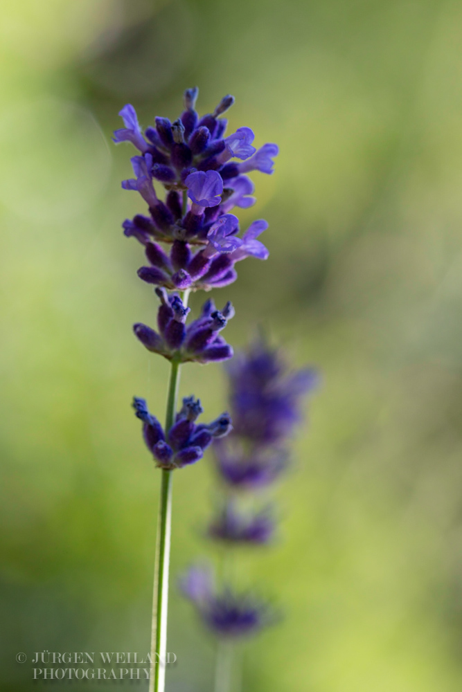 Lavandula angustifolia Echter Lavendel