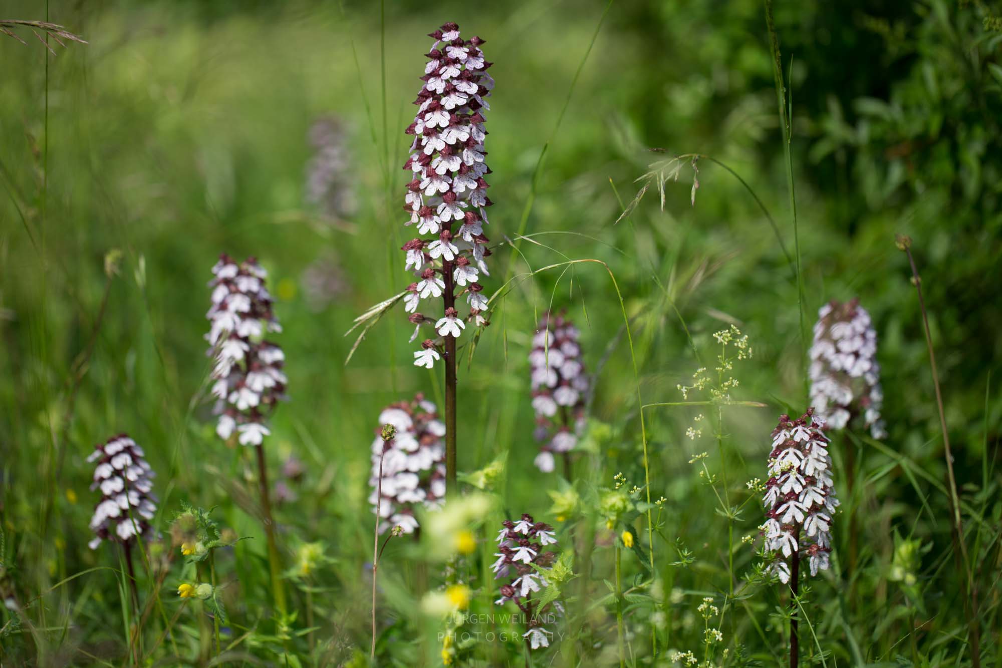 Orchis purpurea Purpur-Knabenkraut-3