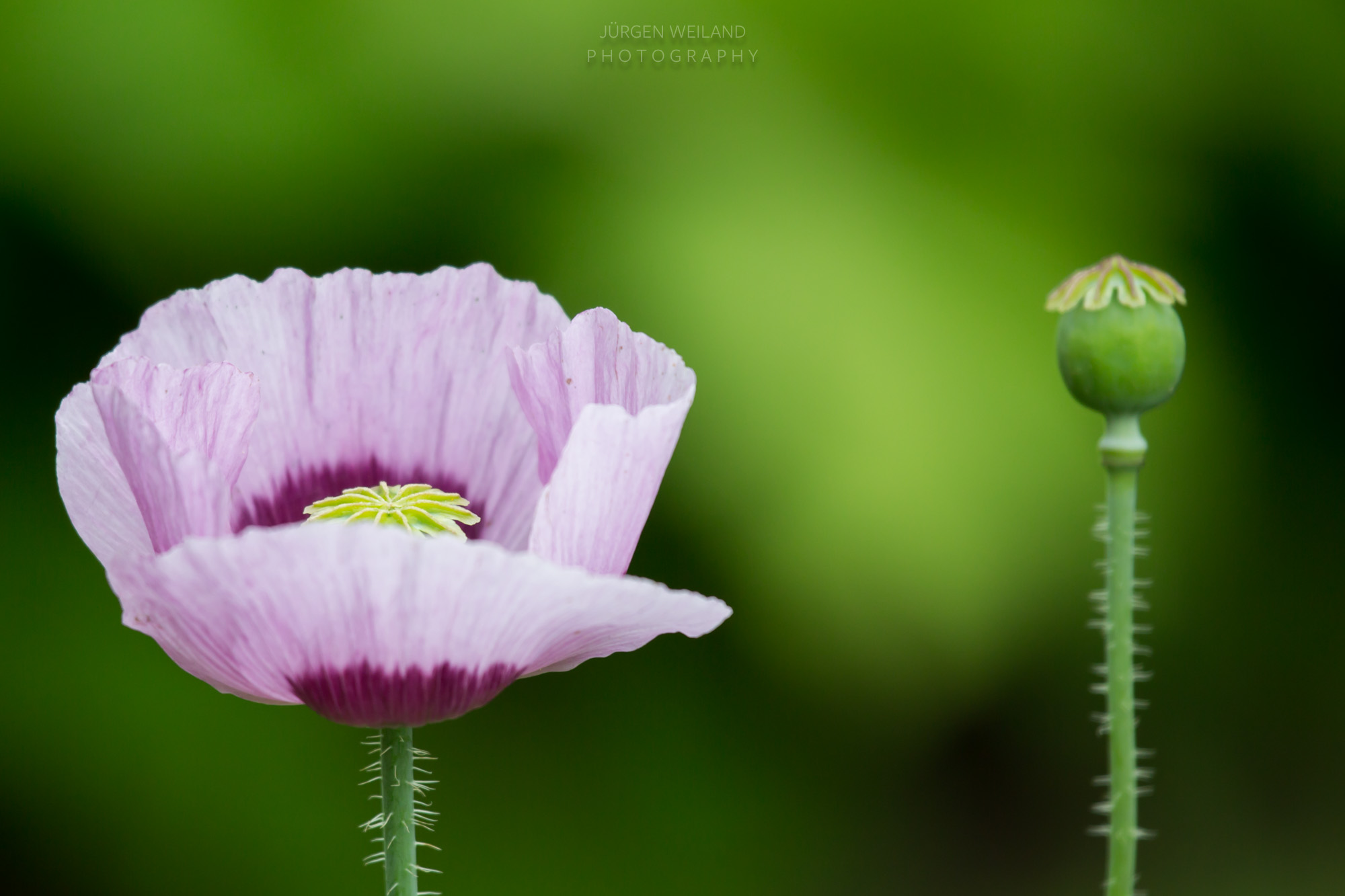 Papaver sominferum Schlafmohn Opium poppy_