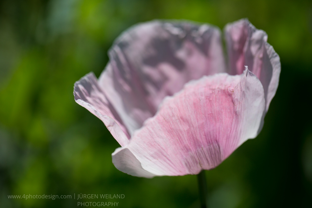 Papaver somniferum cv. Mieszko