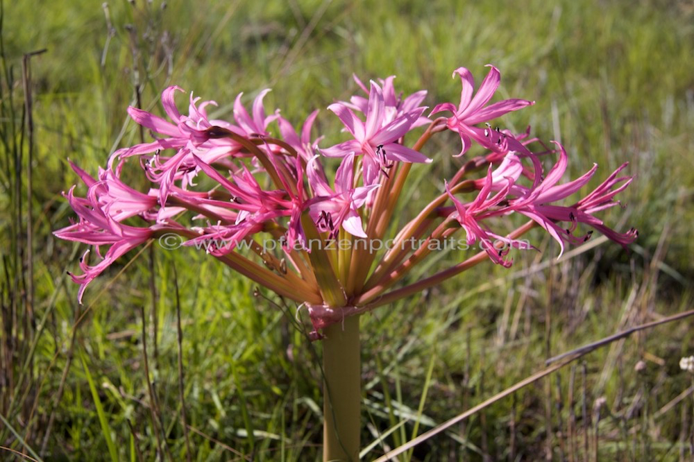 Brunsvigia radulosa Candelabra Flower.jpg