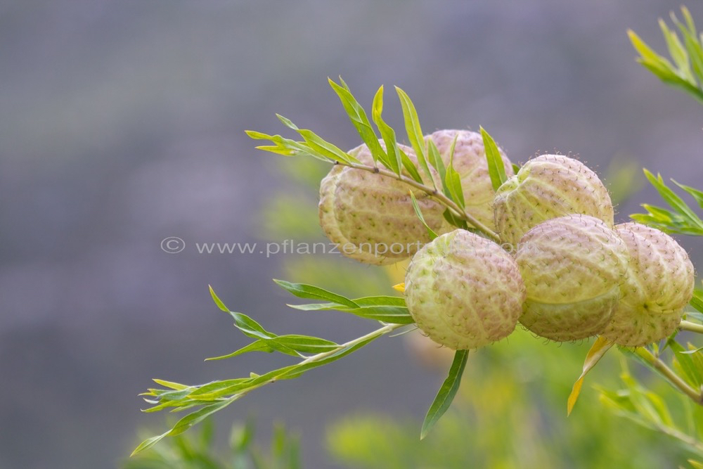 Gomphocarpus physocarpus Balloon milkweed_2.jpg