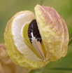 Gomphocarpus physocarpus Balloon milkweed.jpg